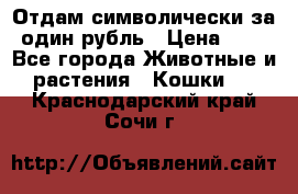 Отдам символически за один рубль › Цена ­ 1 - Все города Животные и растения » Кошки   . Краснодарский край,Сочи г.